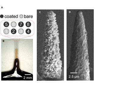 Stimulation and Recording of the Hippocampus Using the Same Pt-Ir Coated Microelectrodes